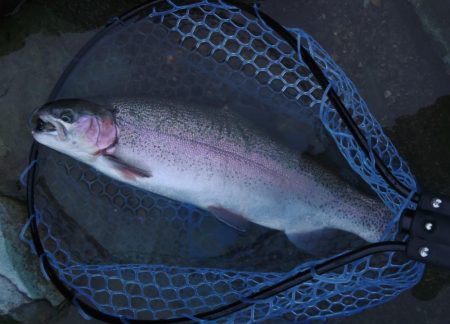 天竜川ルアーフライ専用区